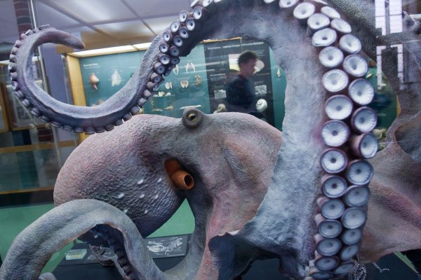 Kraken darknet market ссылка